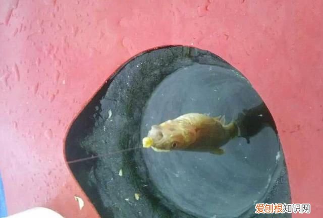 柳根鱼号称什么 柳根子是什么鱼