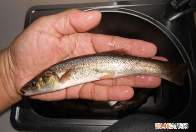 柳根鱼号称什么 柳根子是什么鱼