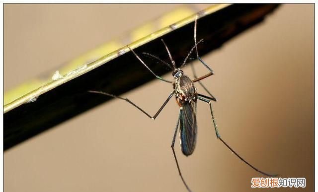 蚊子咬人是母蚊子还是公蚊子,叮人的是公蚊子还是母蚊子