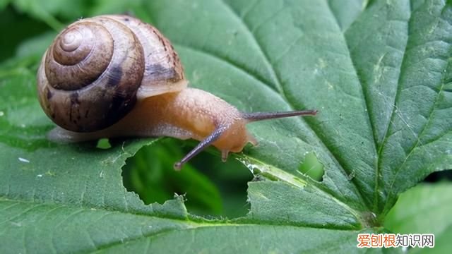 蜗牛有多少牙齿和它是怎么吃东西的