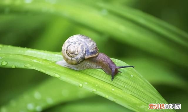 蜗牛有多少牙齿和它是怎么吃东西的
