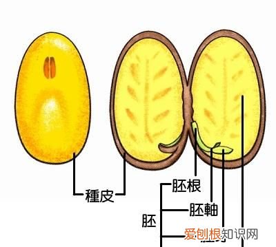 果仁壳能吃吗 它的壳有毒,你还敢吃吗英文