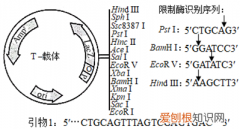 pcr技术鉴定目的基因是否导入成功