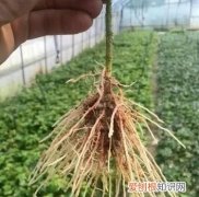 生根粉的作用和使用方法,买的花草种上了生根粉怎么用杀菌