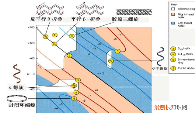 研究肽链中肽键的序列对蛋白质结构的影响