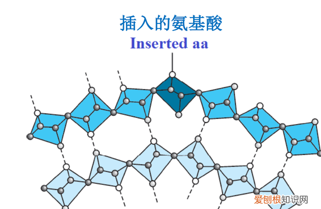 研究肽链中肽键的序列对蛋白质结构的影响