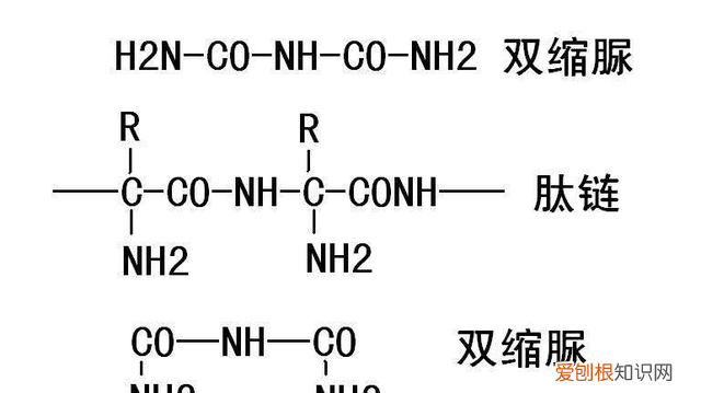 研究肽链中肽键的序列对蛋白质结构的影响