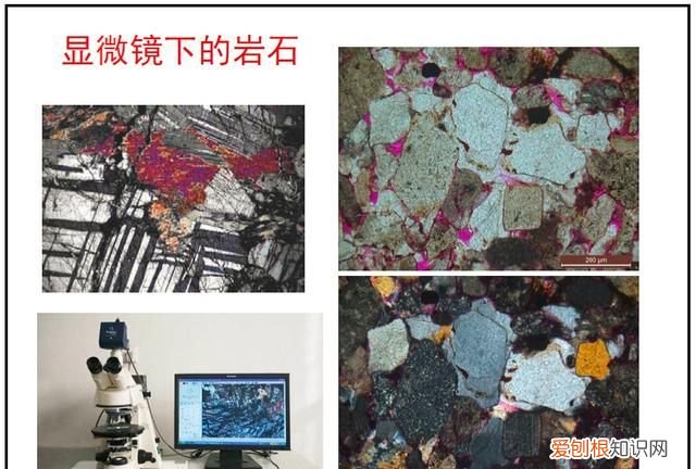 石头家族的龙族 石头大家族