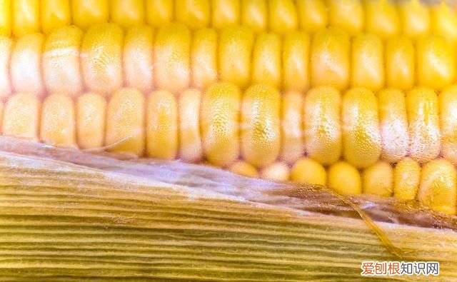 保存玉米水煮还是放冰箱,玉米中的黄曲霉素用水煮能消除吗