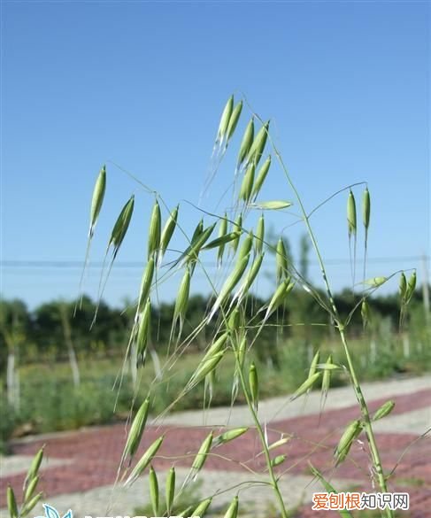 野燕麦的功效与作用，小麦拔节期还能打燕麦药