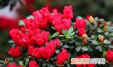 杜鹃花用什么土栽植,栽培杜鹃花的土壤常用的有几种肥料