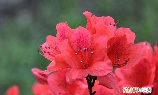 杜鹃花用什么土栽植，栽培杜鹃花的土壤常用的有几种肥料