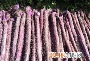 紫山药十大功效 紫山药奇形怪状