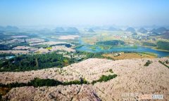 贵州万亩樱花在什么地方，贵州平坝万亩樱花什么时候开