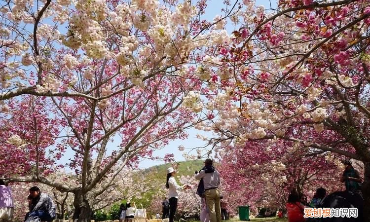 岳阳樱花园在哪里，岳阳的花卉市场在哪