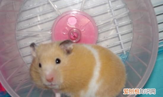 金丝熊好养，金丝熊用什么土养最好