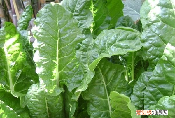 不焯水不能吃的五种蔬菜,许多人不知道,还傻傻的一直吃