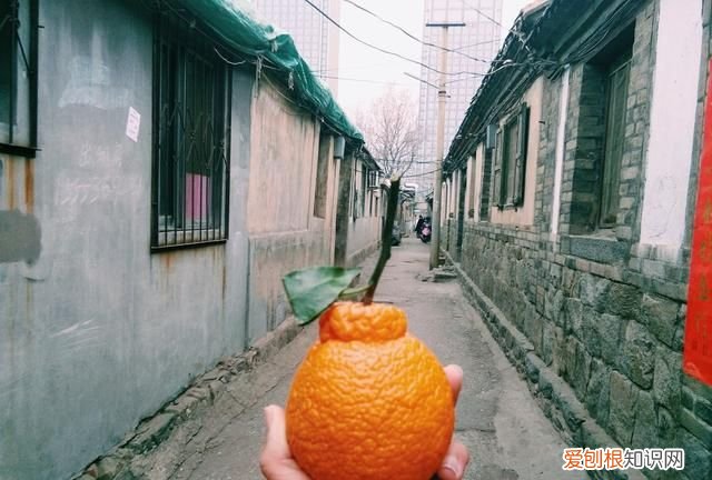 丑八怪是什么季节水果 4种难以下咽的水果长相也奇葩