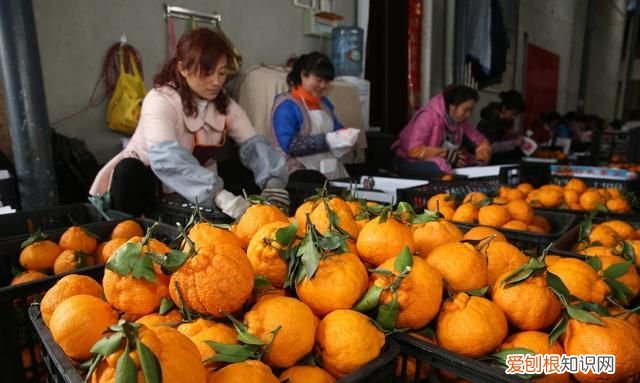 丑八怪是什么季节水果 4种难以下咽的水果长相也奇葩