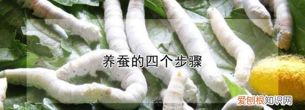 银蚕怎么养殖，养蚕的方法和步骤