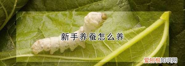 银蚕怎么养殖，养蚕的方法和步骤