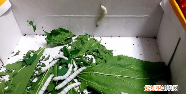 银蚕怎么养殖，养蚕的方法和步骤