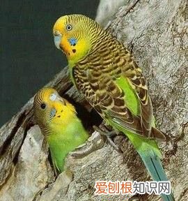 鹦鹉怎么睡觉,鹦鹉怎样睡觉的