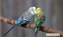 鹦鹉怎么睡觉，鹦鹉怎样睡觉的