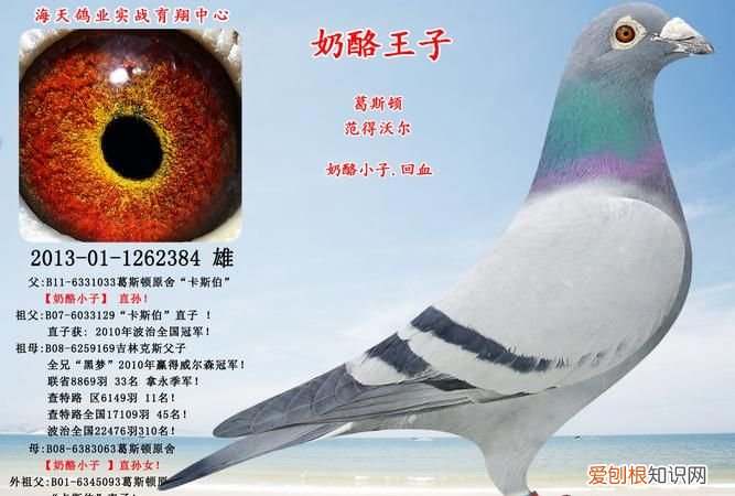 正宗奶酪血统信鸽特点,凡戴克信鸽有什么特点