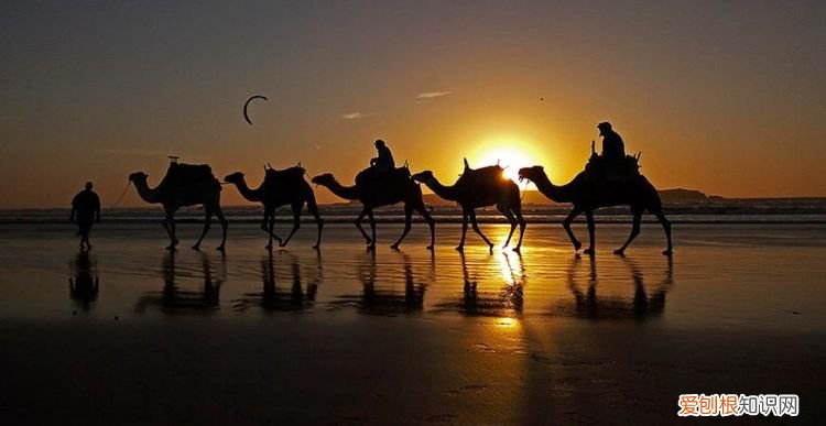 骆驼晚上行走吗，为什么骆驼晚上要横穿马路