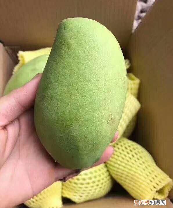 芒果小台芒香甜,芒果贵妃芒和小台芒