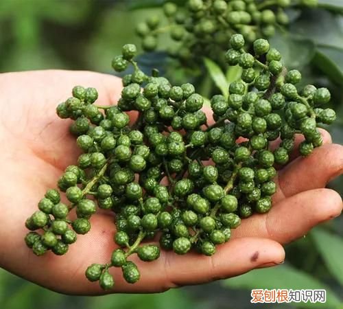 花椒麻椒藤椒是一种东西吗,花椒麻椒用法