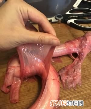 牛鞭怎么清洗，牛鞭怎么洗才能干净视频