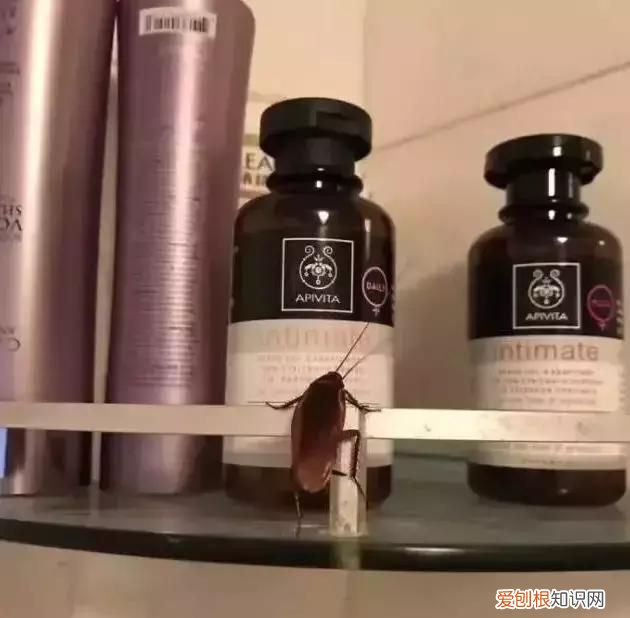 北方人遇到南方蟑螂的奇葩事,当北方蟑螂遇到南方蟑螂配音