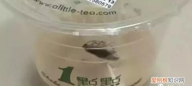 北方人遇到南方蟑螂的奇葩事,当北方蟑螂遇到南方蟑螂配音