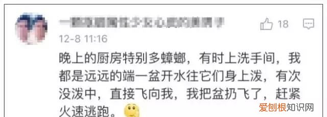 北方人遇到南方蟑螂的奇葩事,当北方蟑螂遇到南方蟑螂配音