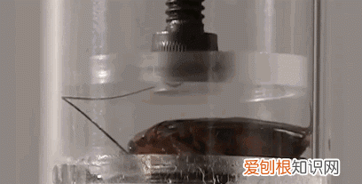 北方人遇到南方蟑螂的奇葩事,当北方蟑螂遇到南方蟑螂配音