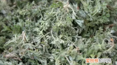 新鲜茵陈怎么处理，茵陈直接晒干好还是蒸熟了晒干好