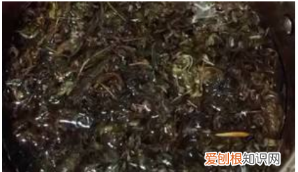 新鲜茵陈怎么处理，茵陈直接晒干好还是蒸熟了晒干好