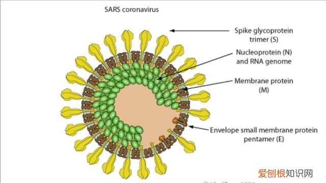 人和动物间的冠状病毒不同