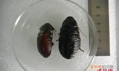 蟑螂免疫力有多强?研究:它们几乎无法灭绝