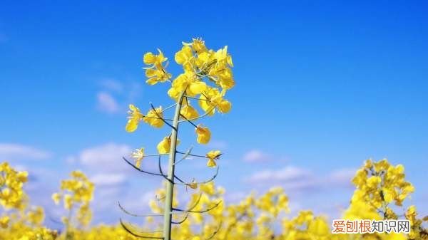 油菜花什么时候播种，油菜什么时候种最合适怎么种