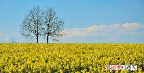 油菜花什么时候播种，油菜什么时候种最合适怎么种