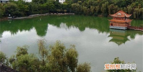 生石灰能杀死青苔,虾塘为什么会长青苔