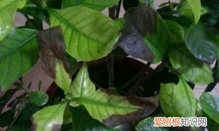 栀子花叶子有黑斑是什么原因，栀子花树叶子发黄是怎么回事