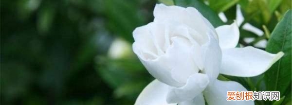 栀子花叶子有黑斑是什么原因，栀子花树叶子发黄是怎么回事