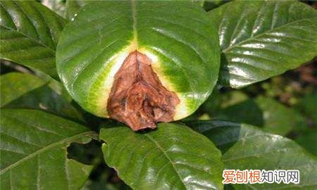 栀子花叶子有黑斑是什么原因，栀子花树叶子发黄是怎么回事