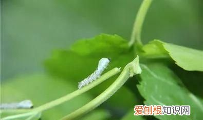 蚕宝宝的手工头饰怎么做