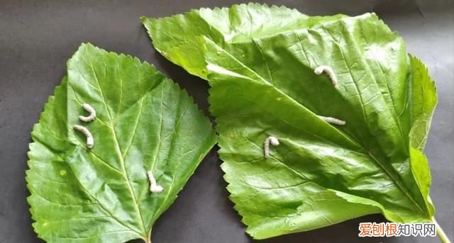 蚕宝宝的手工头饰怎么做