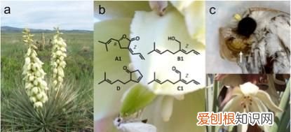 情人节可以送一朵玫瑰花吗